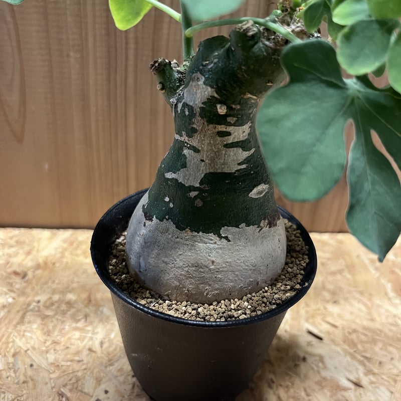 アデニア グラウカ | GREEN LUCK