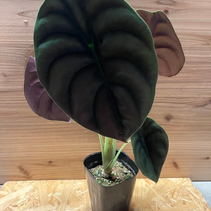 匠大塚 KOD TOSCA KEN OKUYAMA 15万 オットマンのみ ②