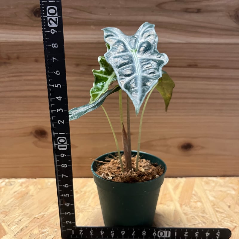 希少　アロカシア　サンデリアナ　オーレア　美株　鉢ごとメルカリ便　斑入り② 希少 アロカシア サンデリアナ オーレア 美株 鉢ごとメルカリ便 斑入り