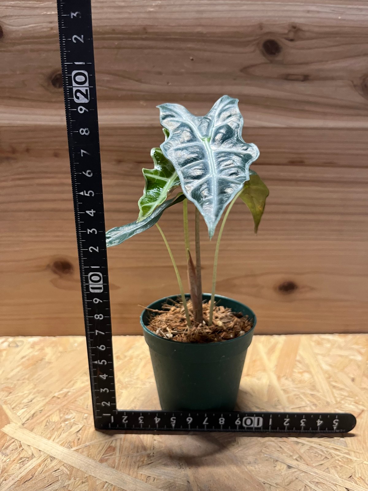 アロカシア サンデリアナ ノビリス | GREEN LUCK