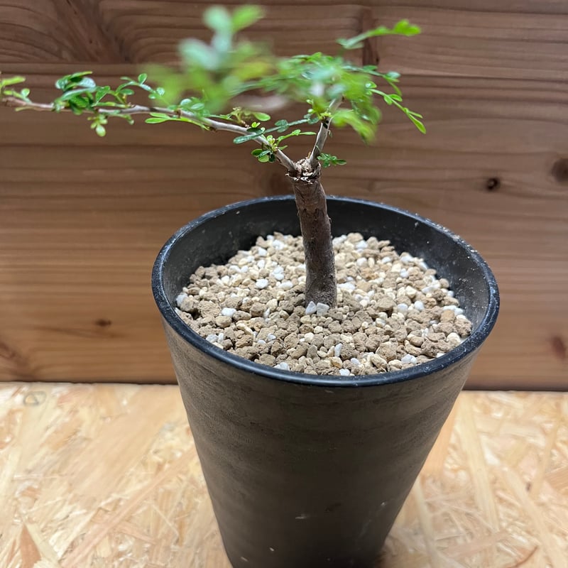 オペルクリカリア パキプス 根差し | GREEN LUCK