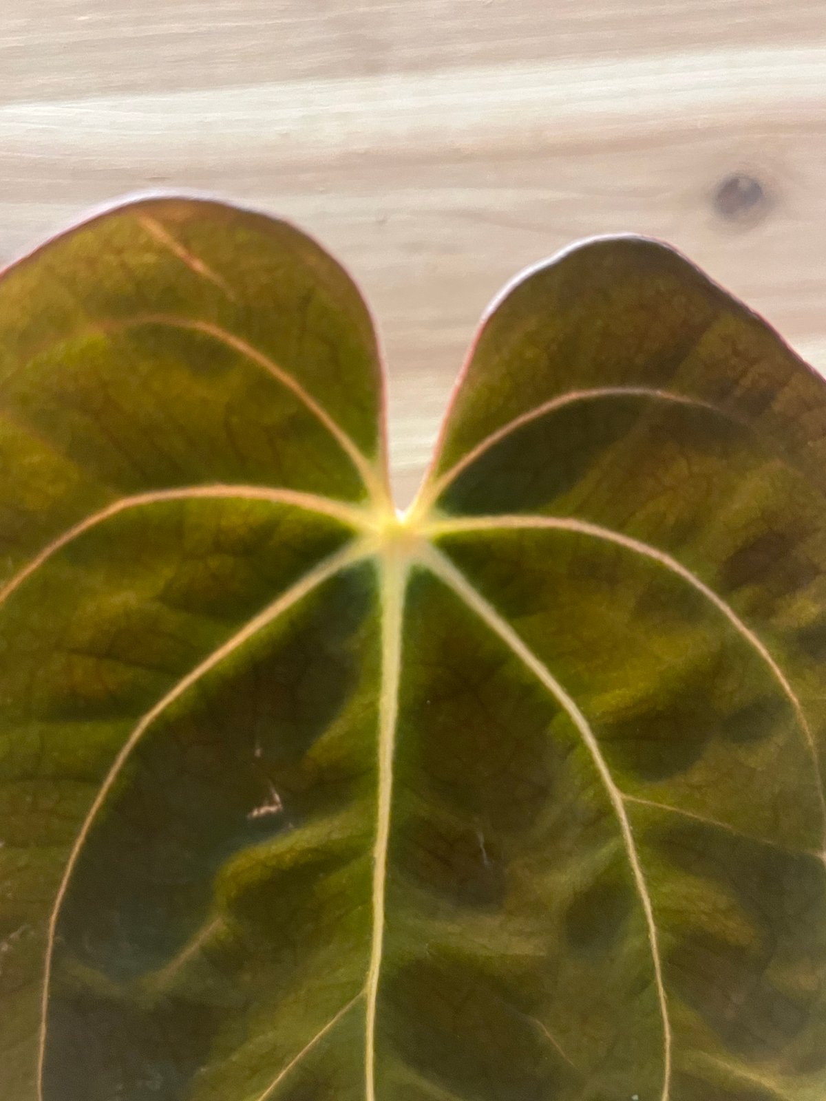 アンスリウム カーラブラッキー×パピリラミナム | GREEN LUCK