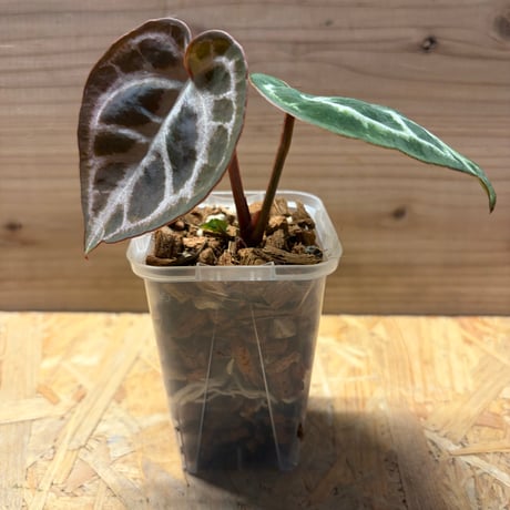 アンスリウム | STORES