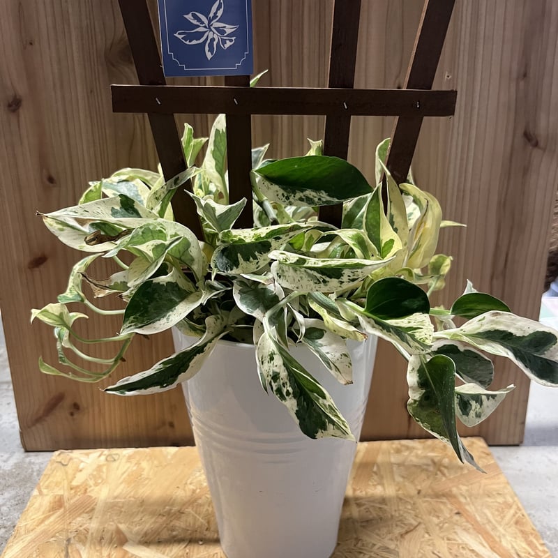 ポトス エクセレント 鉢のまま❣️ レア ポトス