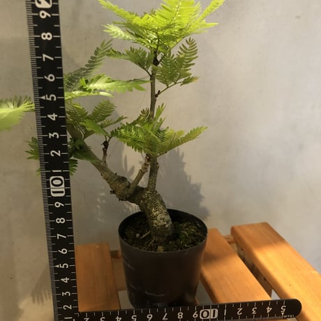 エバーフレッシュ　盆栽仕立て2