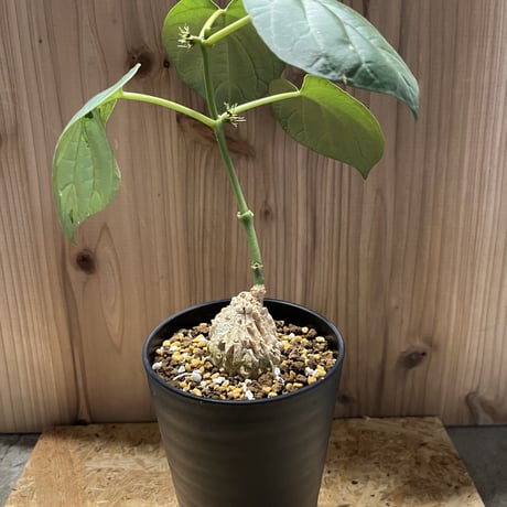 マテレアシクロフィラ マテレアシクロフィラ 亀甲竜 (Matelea cyclophylla) – GreenYa