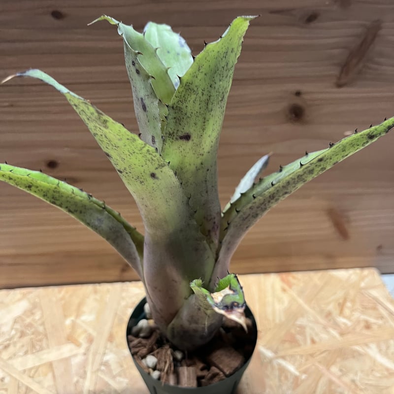 ブロメリア・エアープランツ Hohenbergia Lemei #2203 ブロメリア・エアープランツ Hohenbergia Lemei #2203 ブロメリア