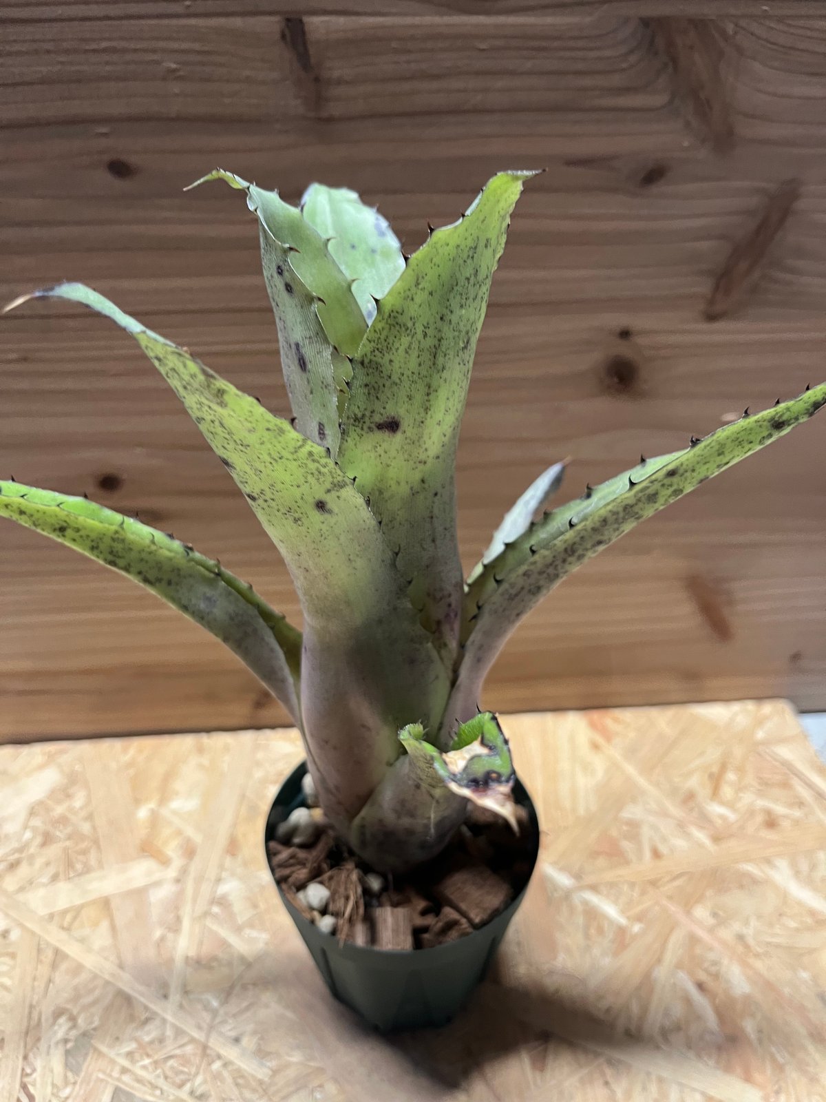 ホヘンベルギア sp.Leme #2203 | GREEN LUCK