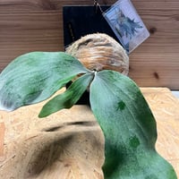 ラフィドフォラ テトラスペルマ ホワイトモンスター | GREEN LUCK