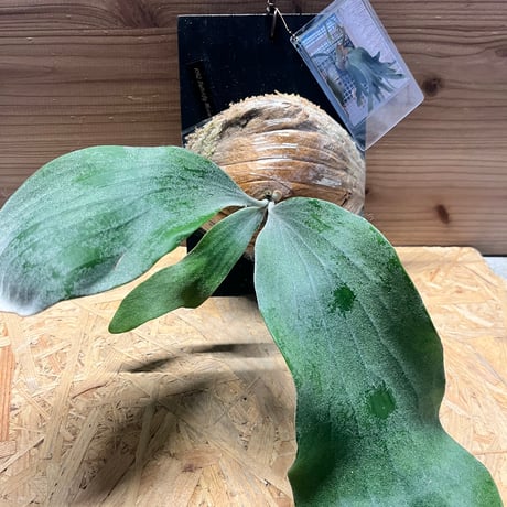 ビカクシダ | STORES