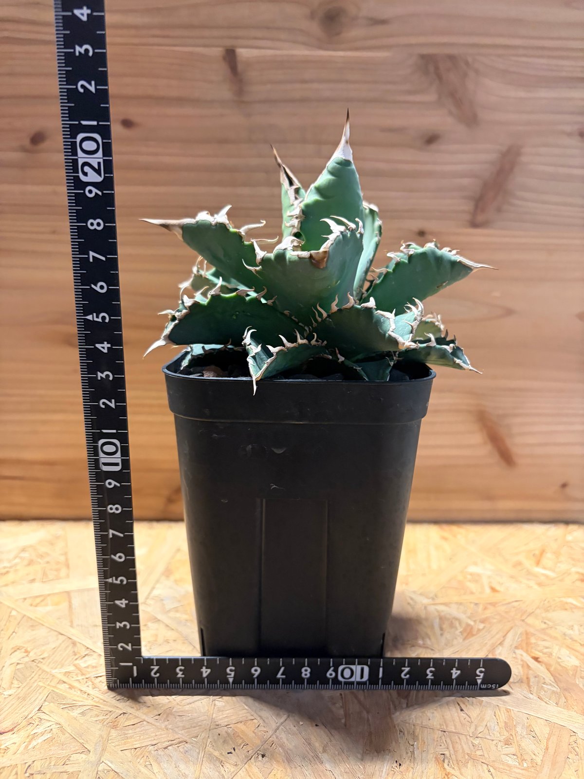 アガベ チタノタ '狂刺318' | GREEN LUCK