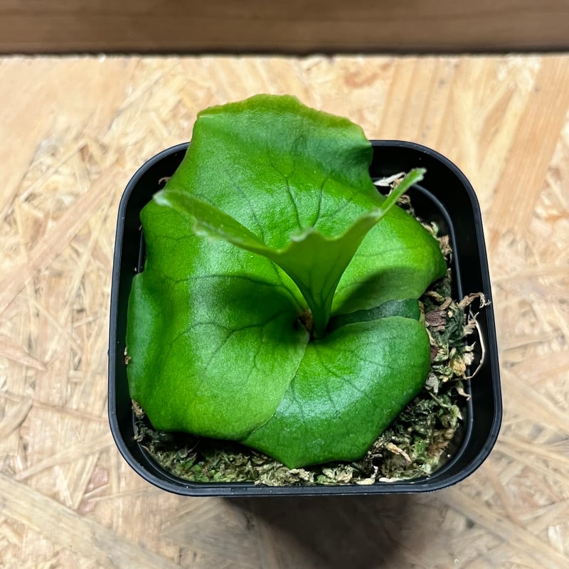 ビカクシダ コロナリウム Amazon.co.jp: P.coronarium dwarf spored① @bikamori com