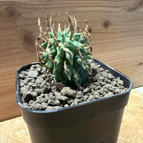 ユーフォルビア　スコエンランディ