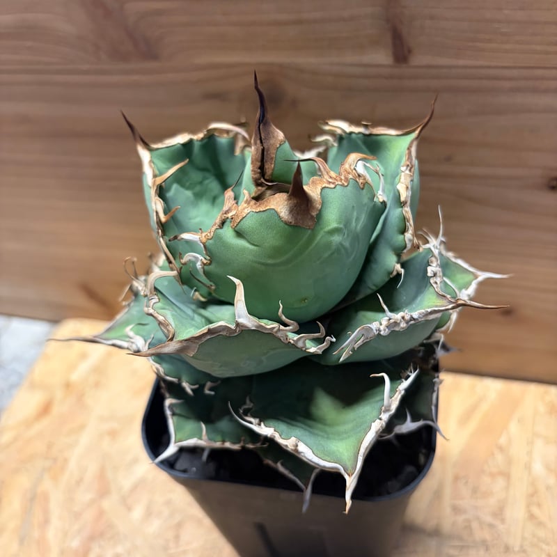 アガベ チタノタ 'シャークソウイ' | GREEN LUCK