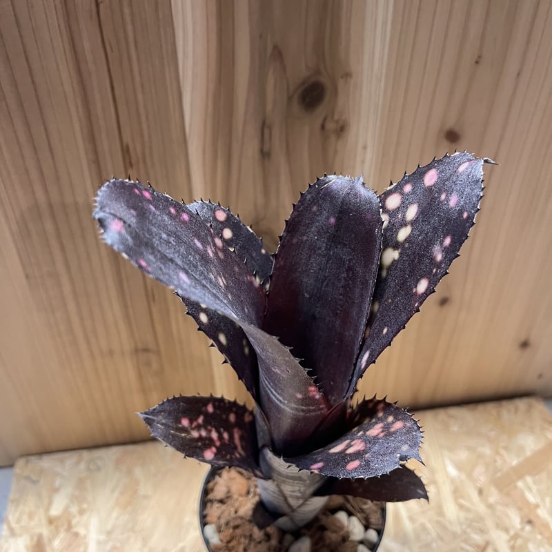 ビルベルギア スモークスタック | GREEN LUCK