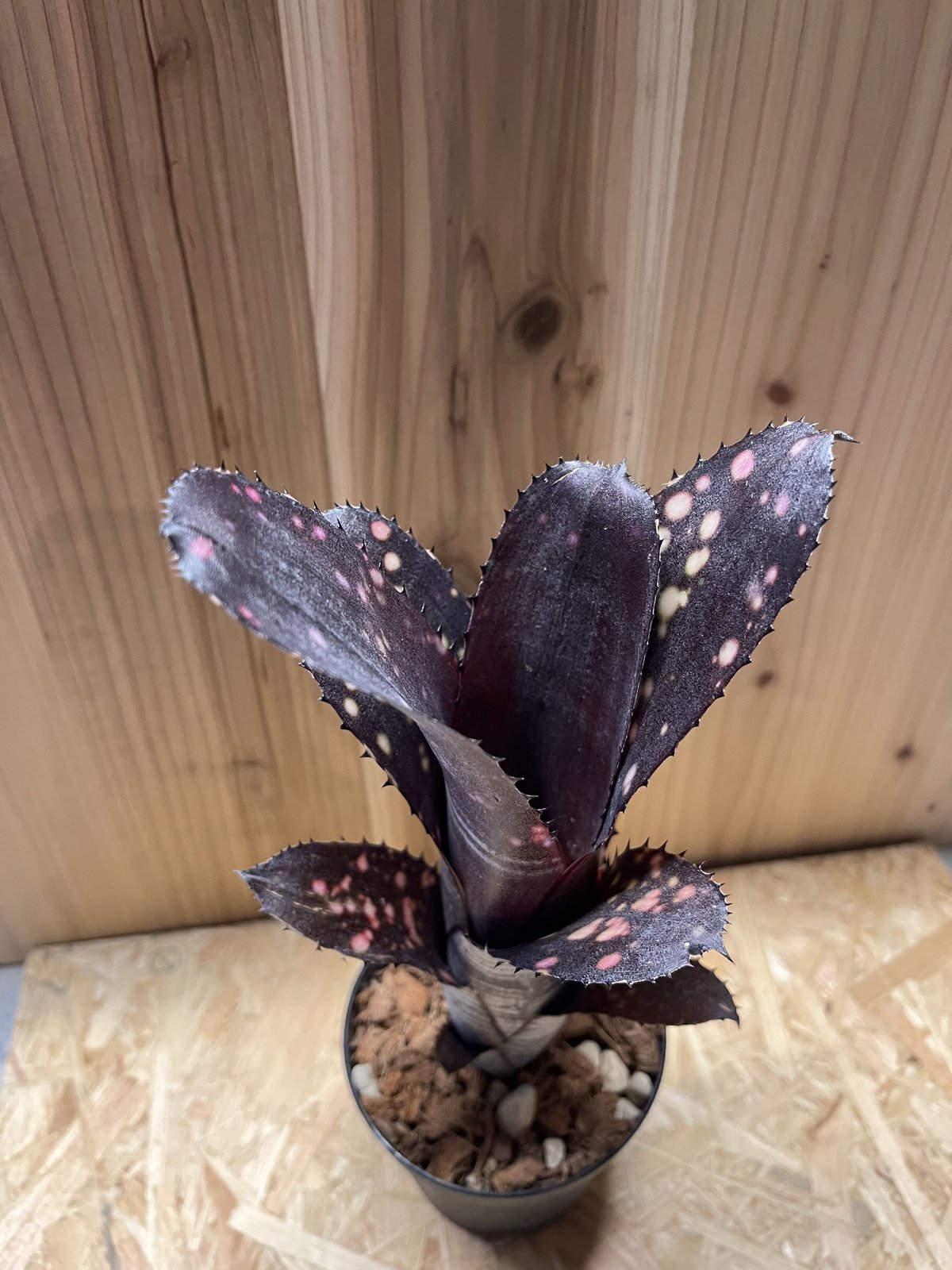 ブロメリア　billbergia smokestack Amazon.co.jp: Billbergia 'Smokestack'① @bikamori.com