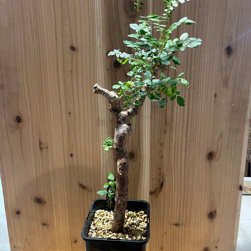 コミフォラ モンストローサ | GREEN LUCK