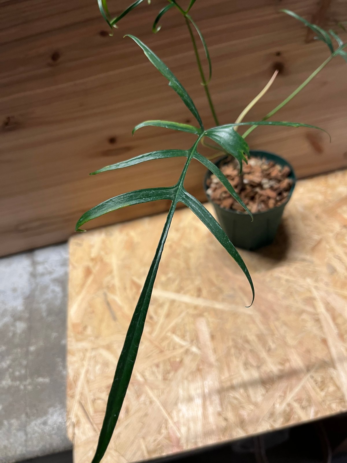 43 フィロデンドロン　ポリポディオイデス　希少　レア 43 フィロデンドロン ポリポディオイデス 希少 レア - メルカリ