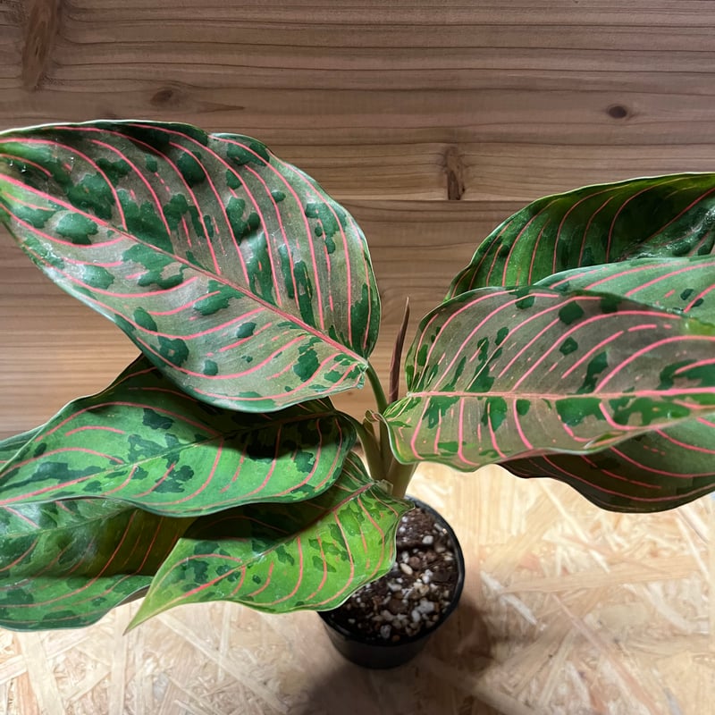 アグラオネマ レッドアーミー | GREEN LUCK