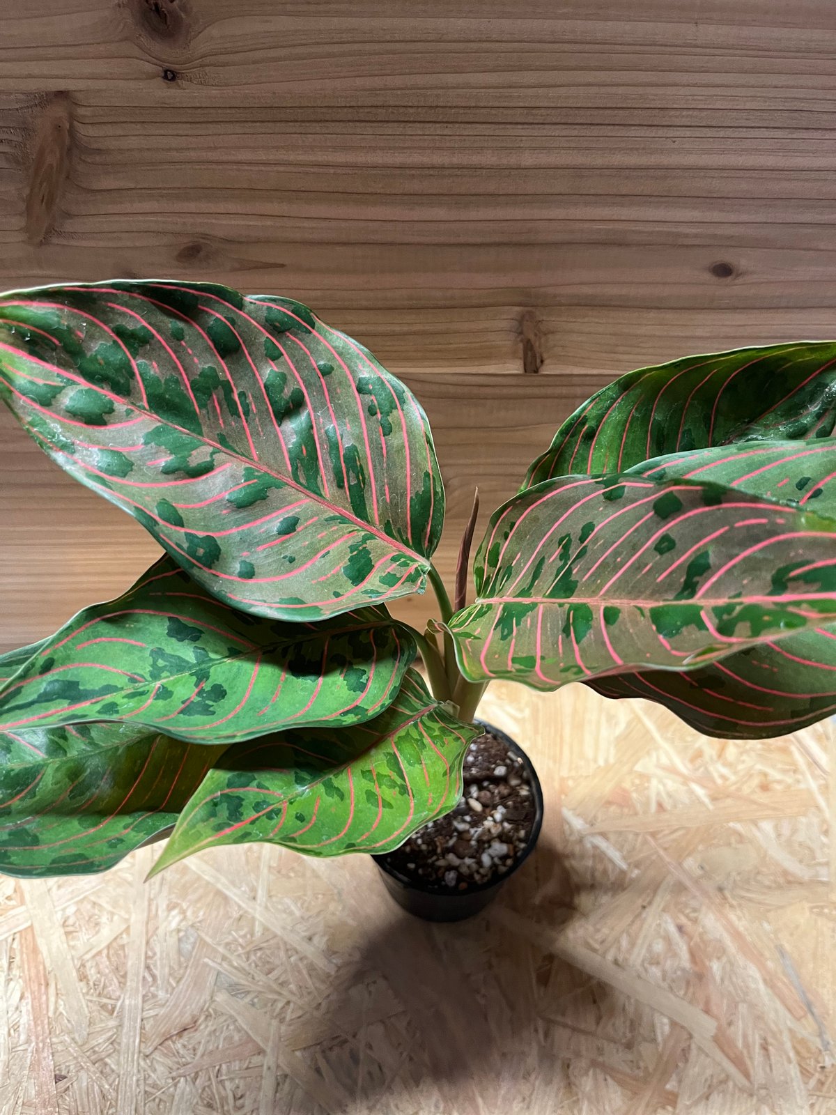 アグラオネマ レッドアーミー　1 陶器鉢 お皿付き アグラオネマ レッドアーミー | GREEN LUCK