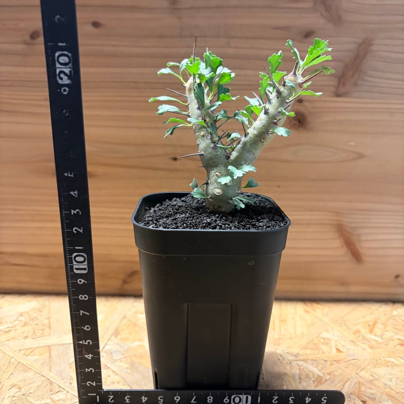 モンソニア クラシカウリス | GREEN LUCK