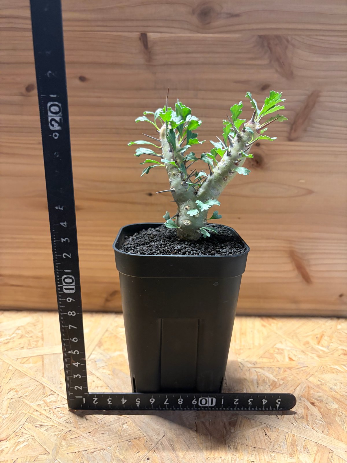 モンソニア クラシカウリス | GREEN LUCK