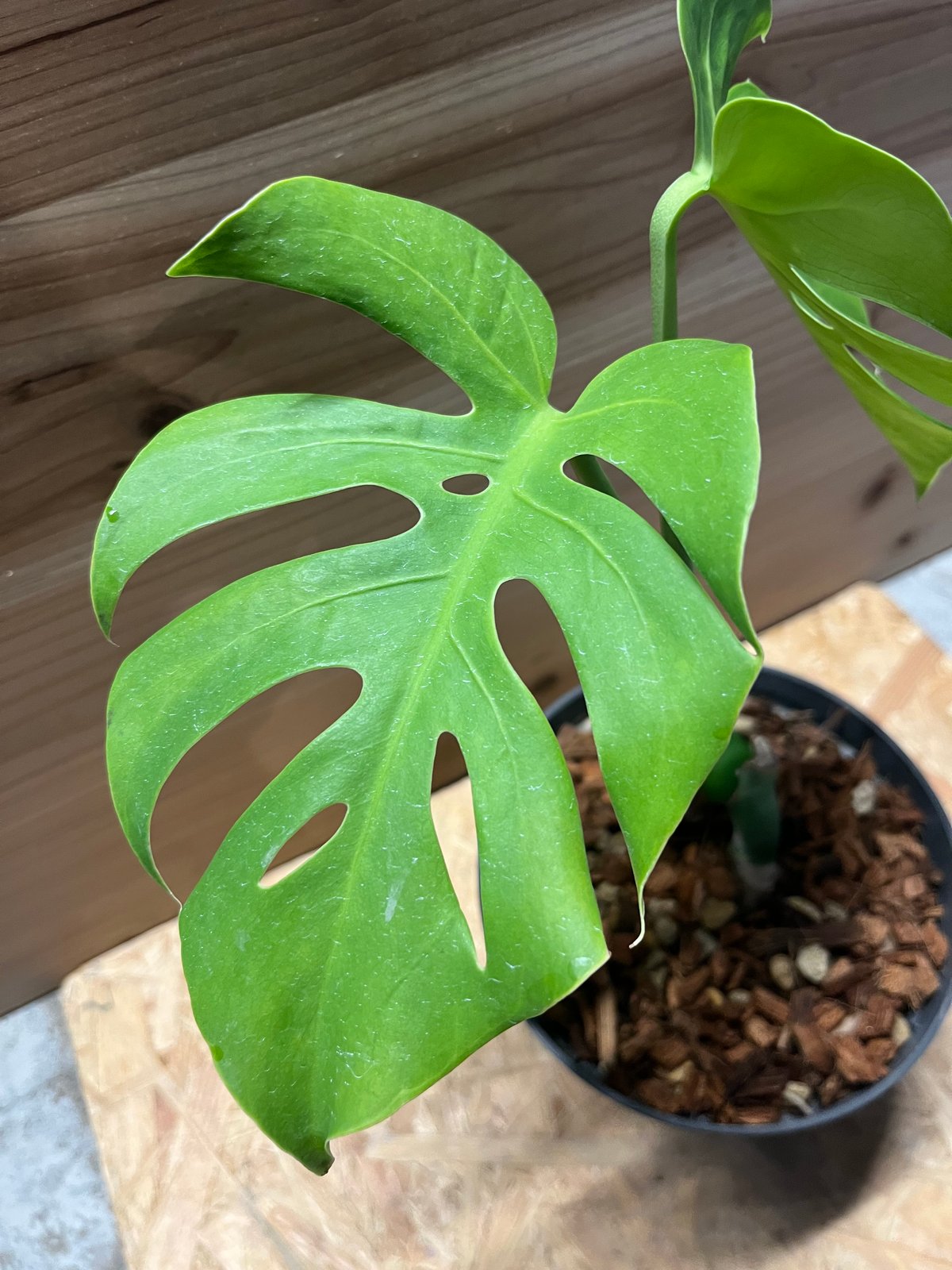 モンステラ デリシオーサ コンパクタ 超大株 鉢付き 高さ99cm Amazon.co.jp: 観葉植物 大型 モンステラ・デリシオーサ（根