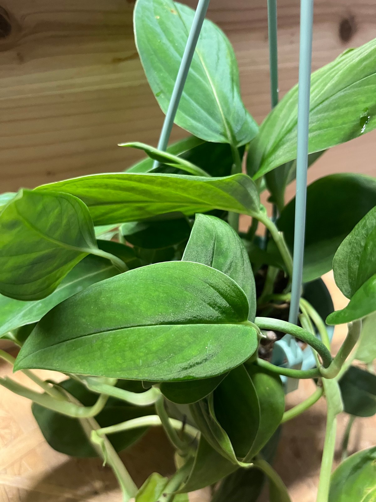 モンステラ 楽天市場】観葉植物 モンステラ7号陶器鉢L(白) 高さ約80cm