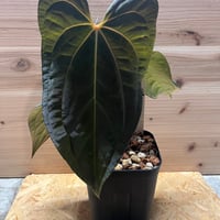 Anthurium papillilaminum x dressleri ② その他観葉植物
