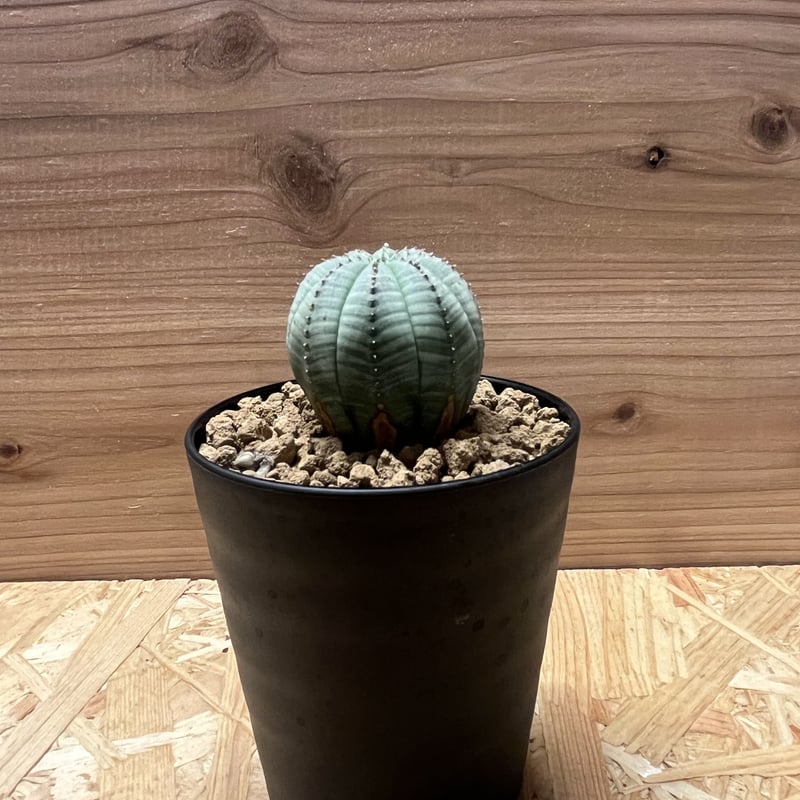 ユーフォルビア オベサ | GREEN LUCK