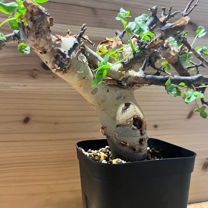 コミフォラ カタフ ピュア | GREEN LUCK