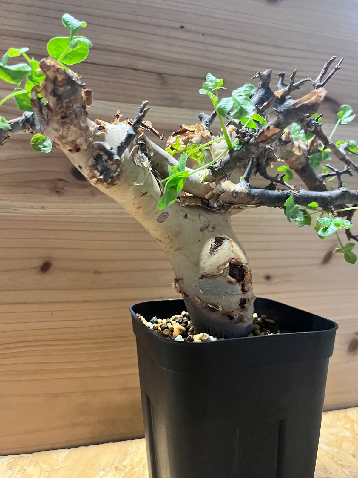 コミフォラ カタフ ピュア | GREEN LUCK