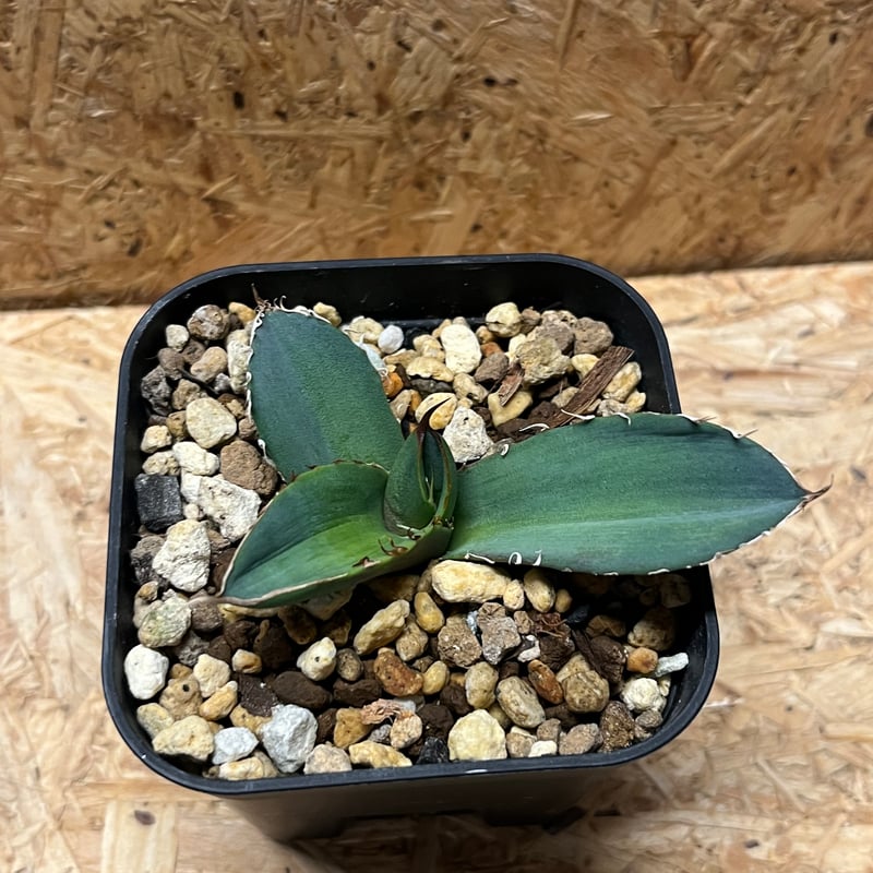 アガベ チタノタ 大螯蝦 ロブスター | GREEN LUCK