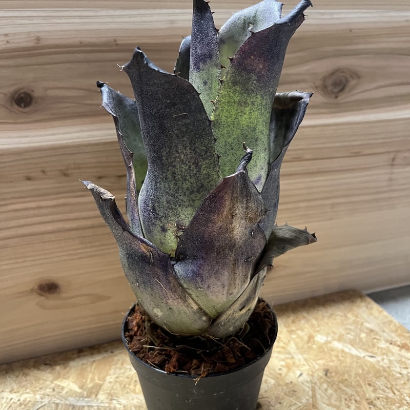 ホヘンベルギア レオポルドホルスティ ブラックフォーム | GREEN LUCK