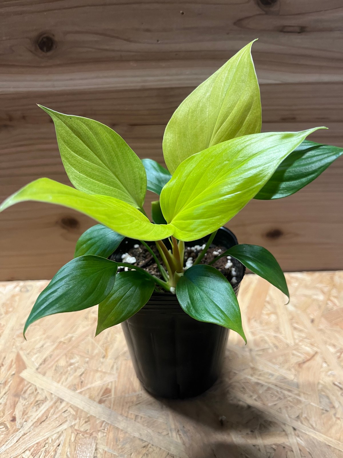 ホマロメナ レモンライム | GREEN LUCK