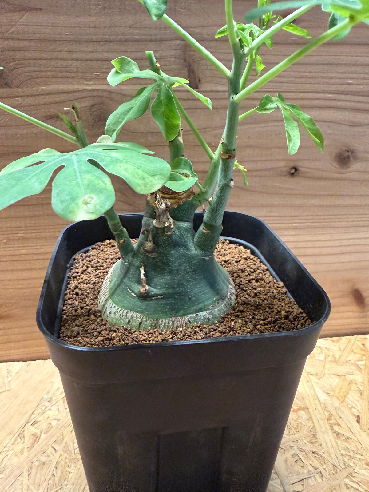大人気 アデニアグラウカ 発根済 アデニア 鉢つき 観葉植物 可愛い アデニア グラウカ | GREEN LUCK