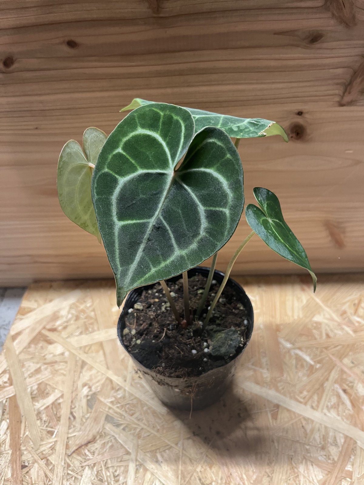 瓶ごと　アンスリウム　クラリネルビウム アンスリウム クラリネルビウム | GREEN LUCK