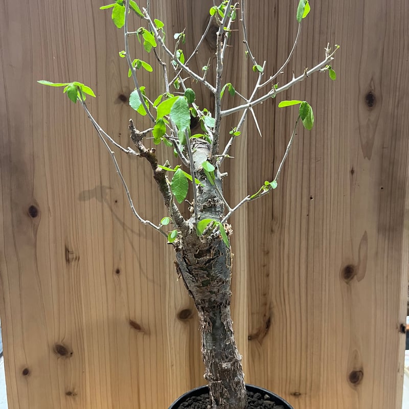 コミフォラ エミニー | GREEN LUCK