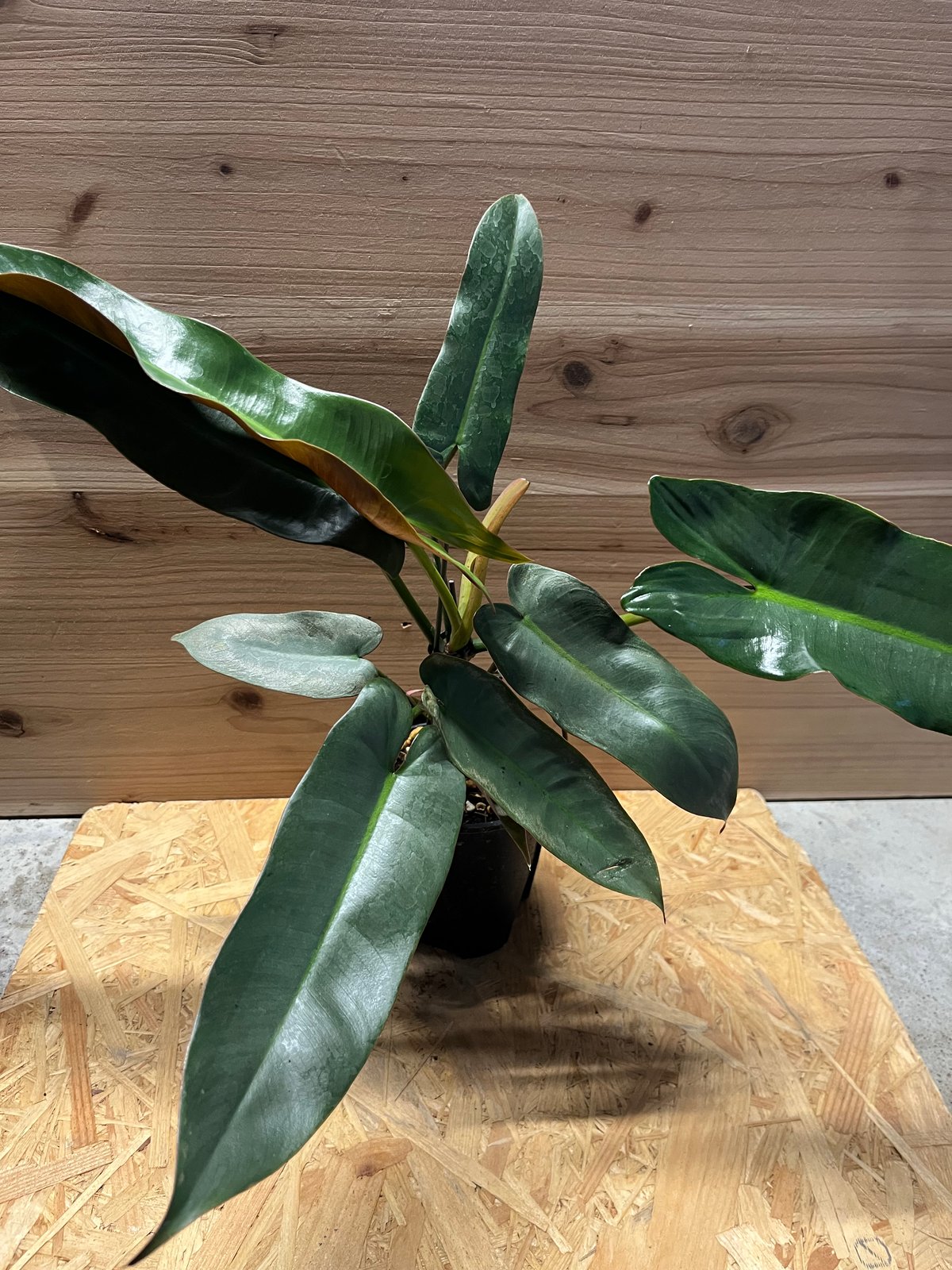 超絶希少❗️美斑❗️フィロデンドロン　アタバポエンセ　斑入り✨ フィロデンドロン アタバポエンセ 特セレクト(Philodendron