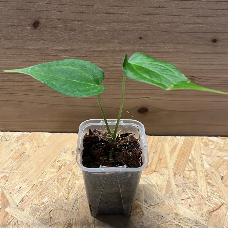 アンスリウム デルタフォース | GREEN LUCK