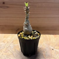 パキポディウム　ウィンゾリー