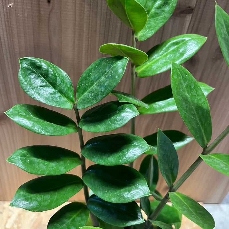 ザミオクルカス・ザミーフォリア ZZプラント（ザミオクルカス ザミーフォリア）I インドア