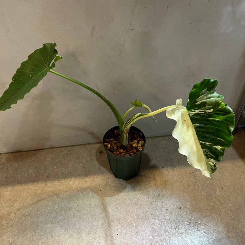 斑入りクワズイモ オキナワシルバー | GREEN LUCK