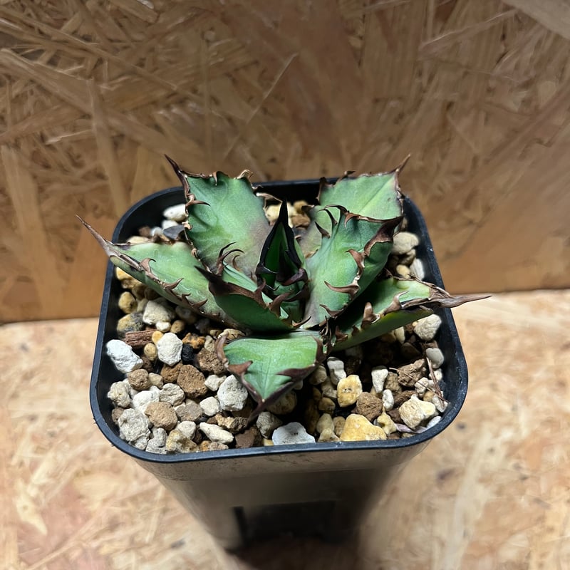 アガベ チタノタ レッドヴェノム RED VENOM 【アガベ】イラン株