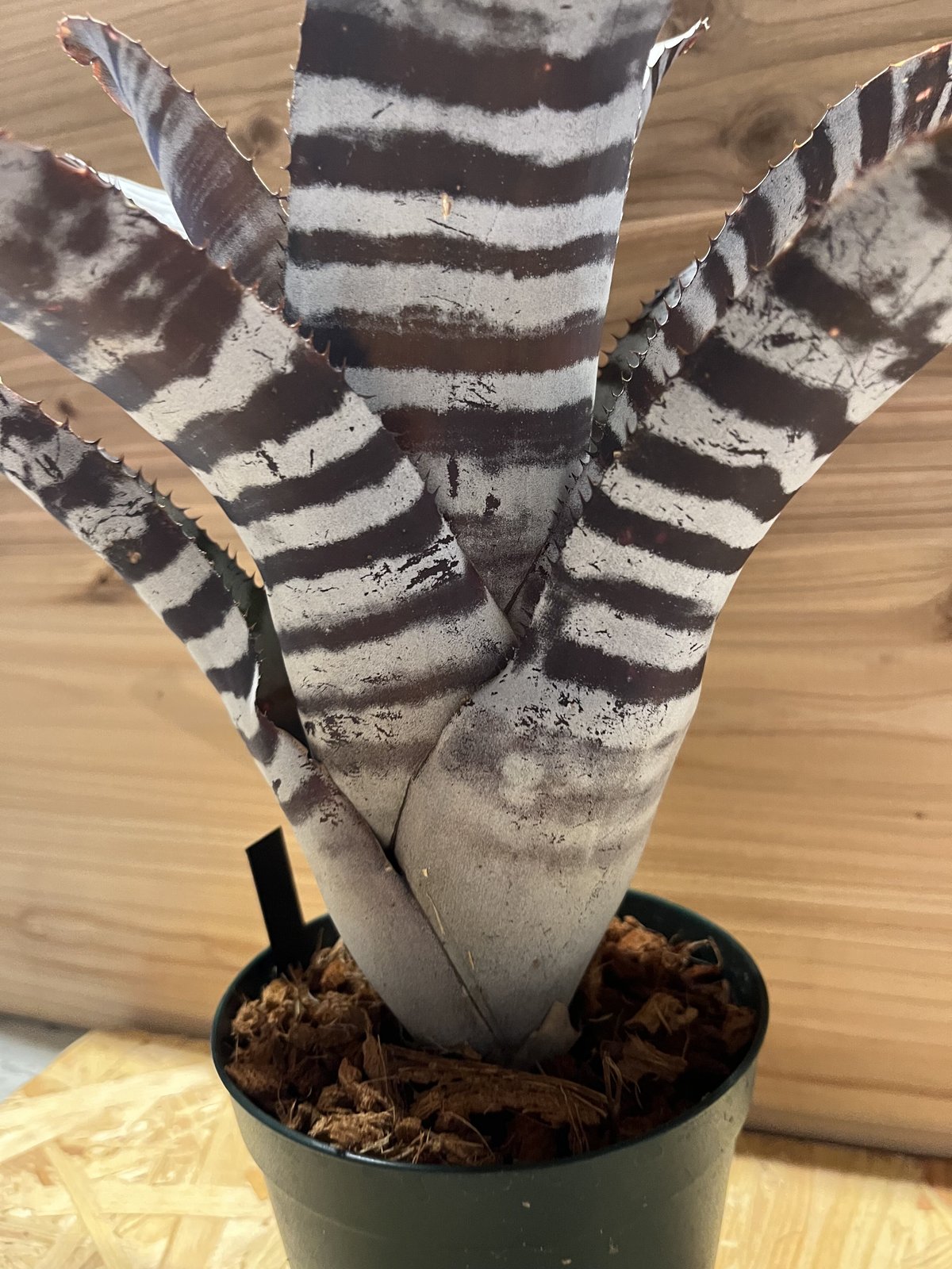 ブロメリア・エアープランツ Aechmea Black Ice エクメア チャン