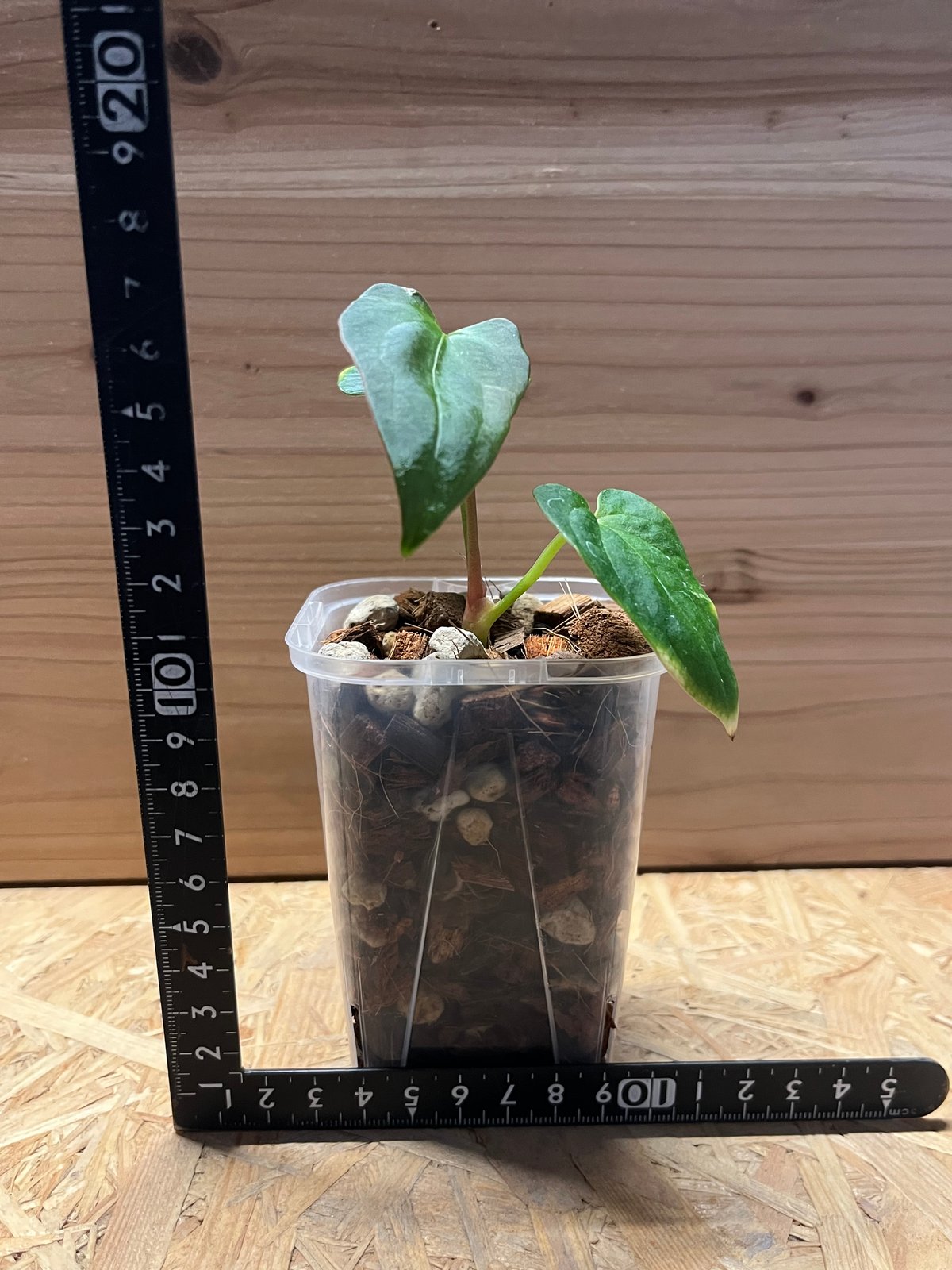 アンスリウム パピリラミナム | GREEN LUCK