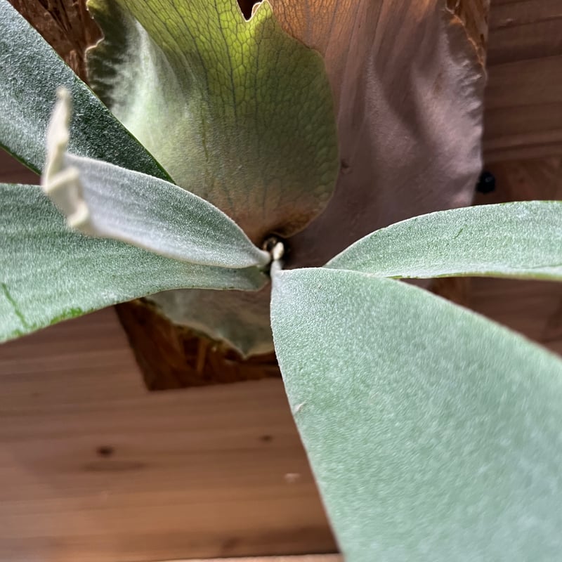 ビカクシダ ホワイトホーク | GREEN LUCK