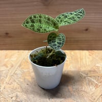 ジュエルオーキッド　マコデスペトラ
