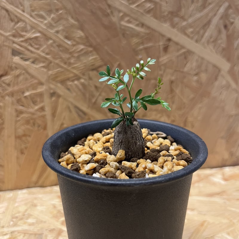 根差しパキプス fit=scale-down,w=1200