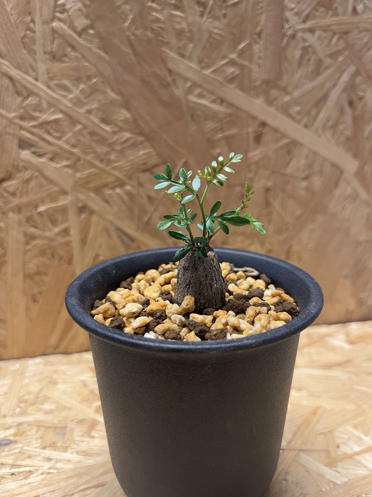 パキプス　根差し (発根済み3年) オペルクリカリア パキプス 根差し | GREEN LUCK